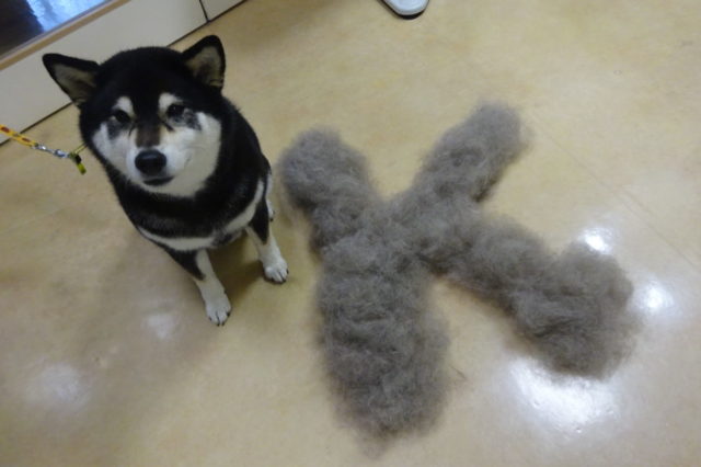 柴犬の毛が抜ける～！！