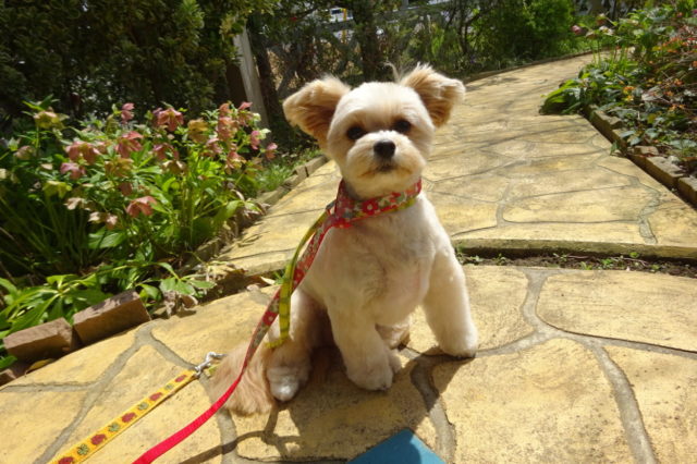 お庭っていい♪