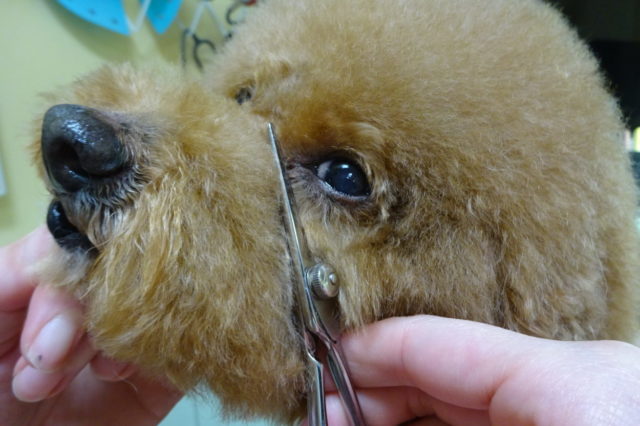 ちょっと為になるお家ケア　目ヤニ編