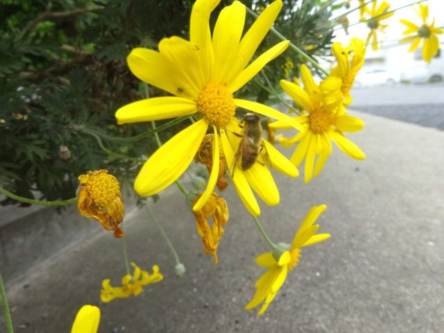 綺麗なお花に､､､