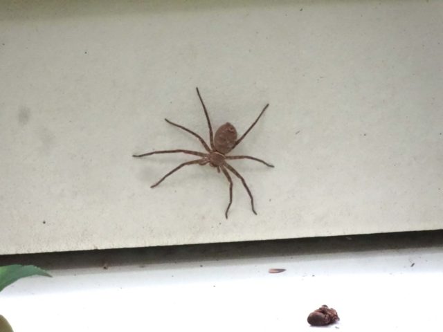 益虫