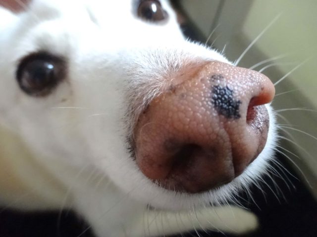 お鼻