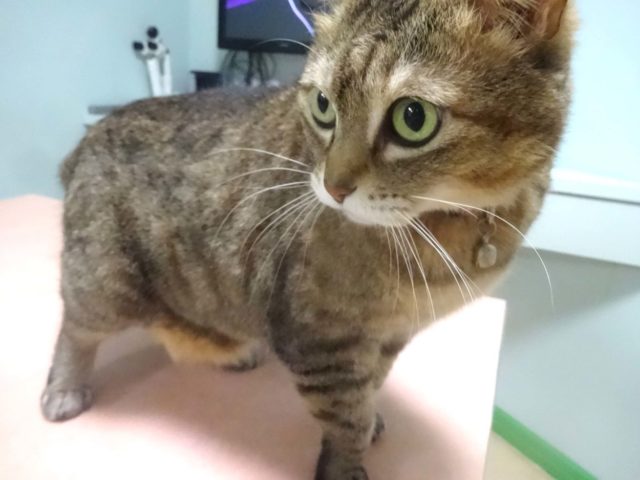 プニプニのこれは、、！