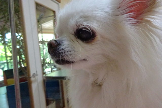 髭って？