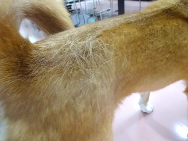 生え変わりの時期