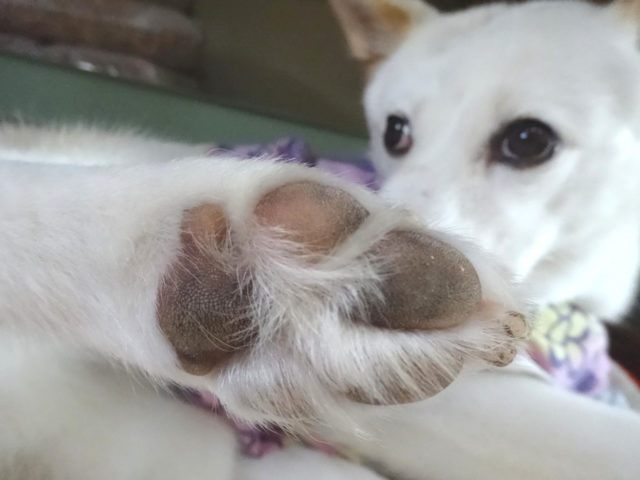 にくきゅう♪
