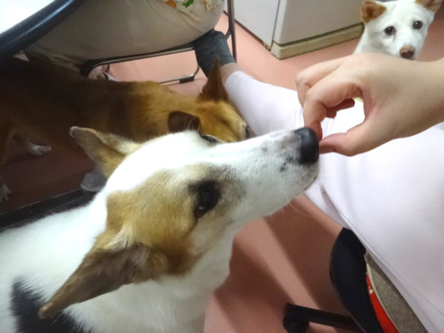 美味しいご飯につられて､､､