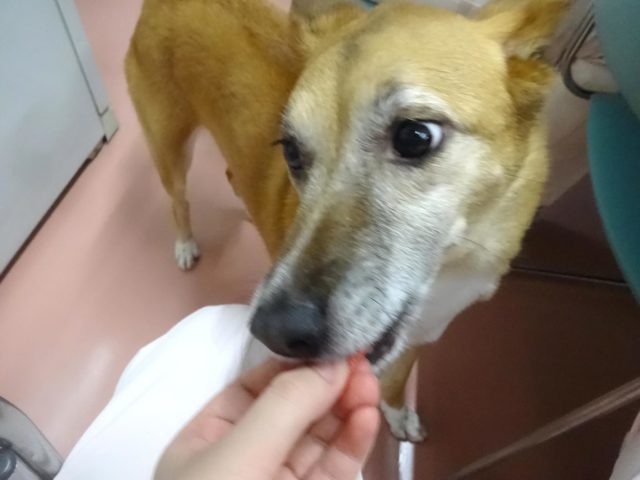楽しみ♪