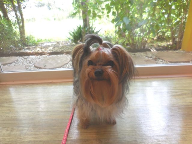 仔犬ちゃんだって出来るもん！！