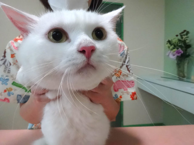 緊急レスキュー隊出動！！
