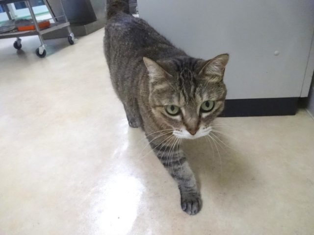 かまってにゃ～♪