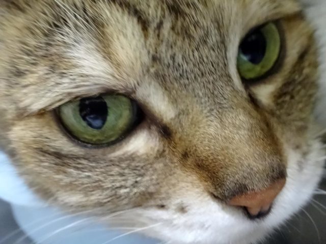 リニューアル♪