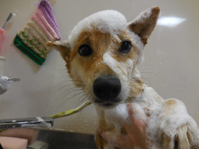 シャンプー中