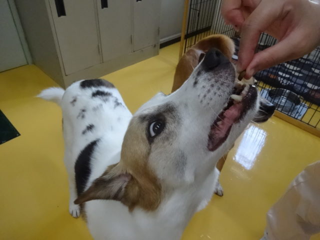 予防薬の日
