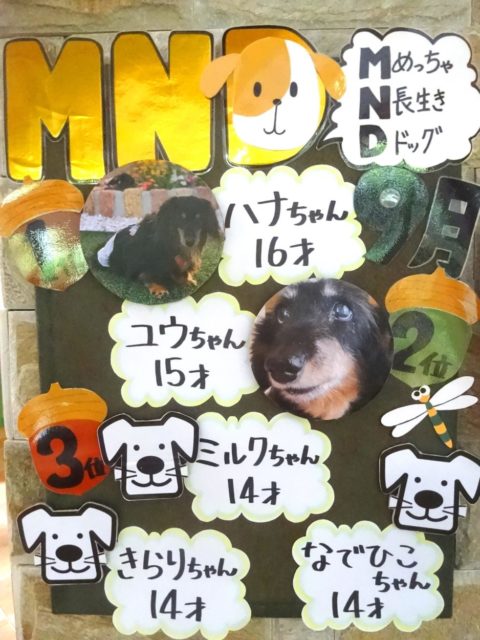 新ポップ完成！