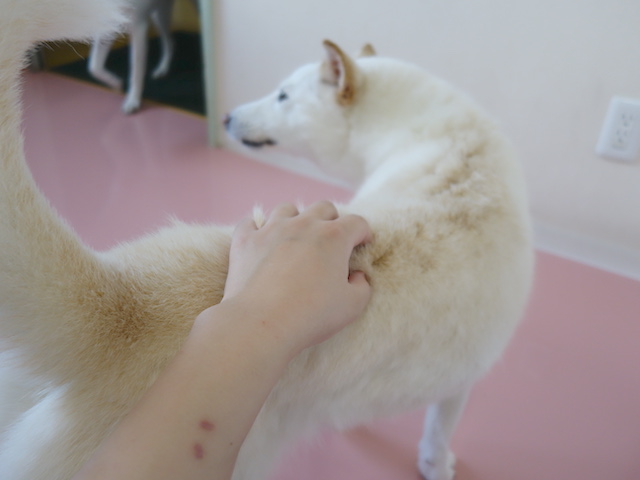 かまってちゃん