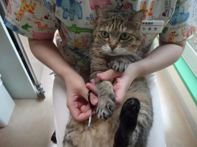 動じないネコ