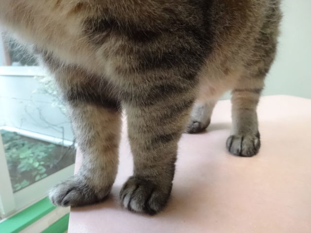シマシマ☆彡