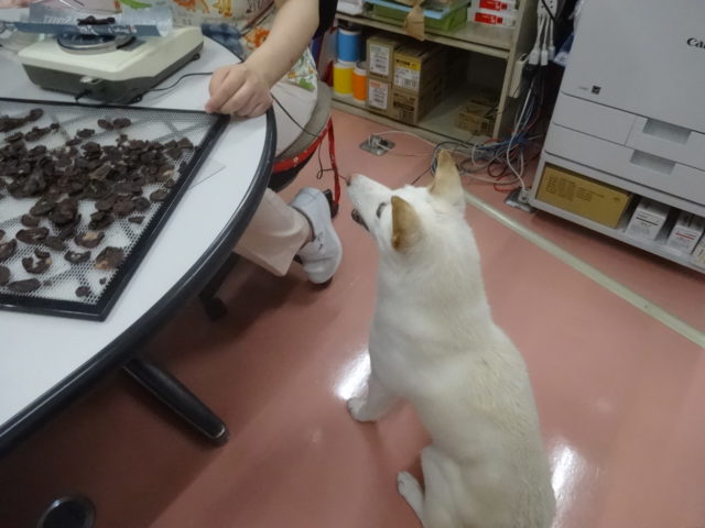 狙っています・・・