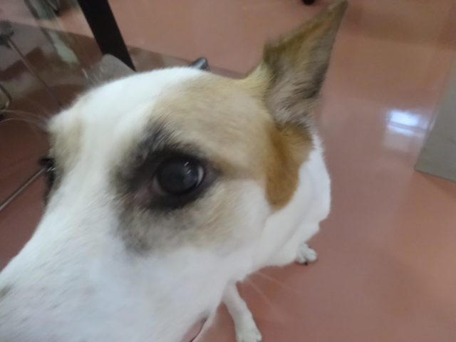 （▽・ｗ・▽）