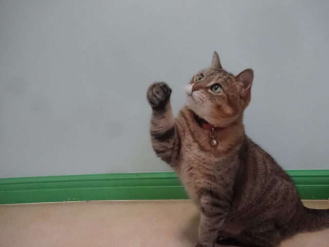 パンチっ♪