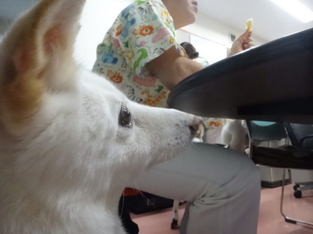 忠犬シロちゃん☆