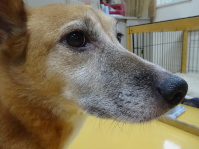 これはなんだ、、！？