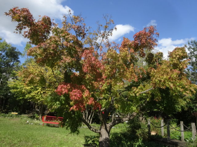 紅葉が進んできました！