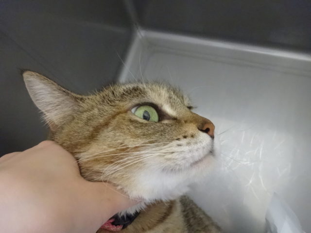 あごの下