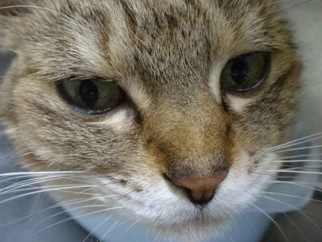 (=^・^=)♪