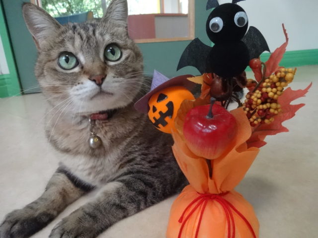 HAPPY☆HALLOWEEN