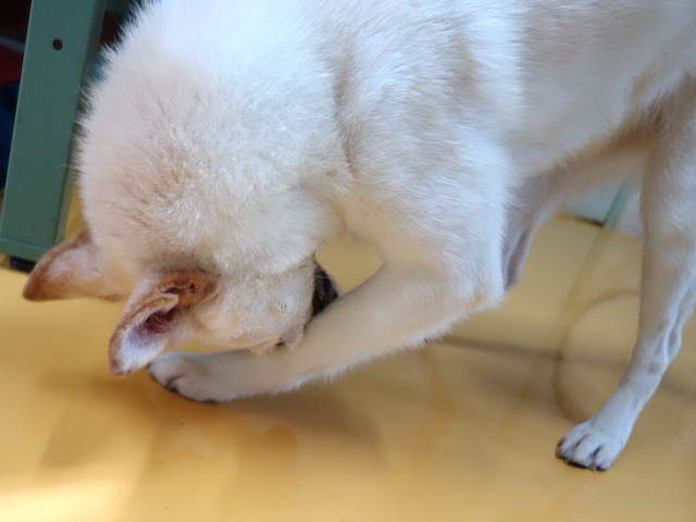 はさまった！
