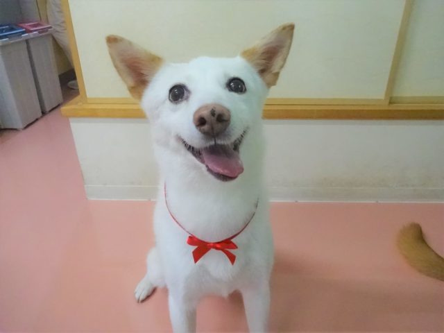 可愛い！