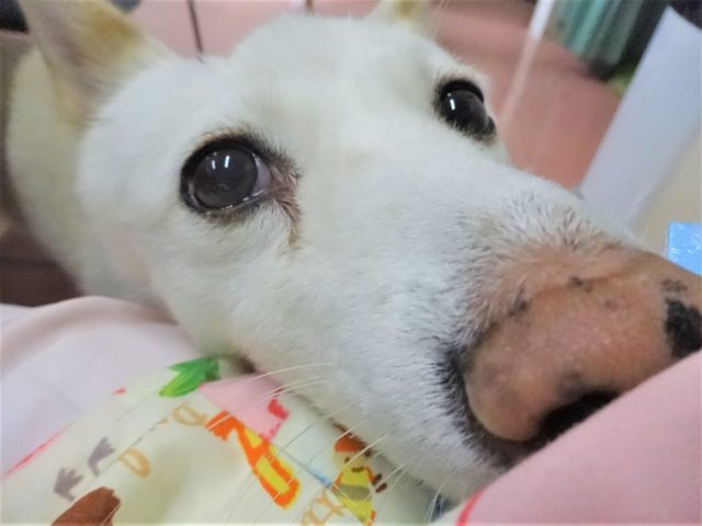 休診日の今日は…