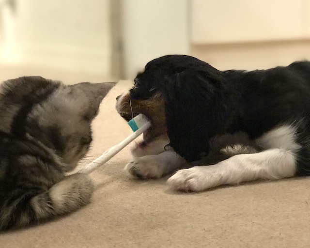 子猫の歯磨き