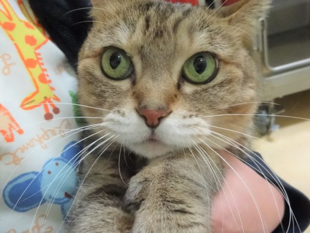 バチバチッ