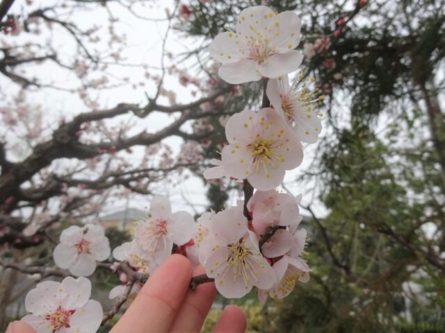 梅♪