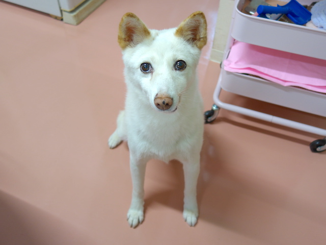 お座りするシロちゃん