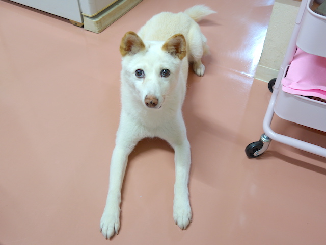 フセをするシロちゃん