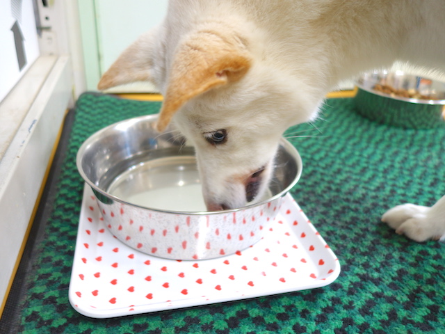 スープを飲むシロちゃん