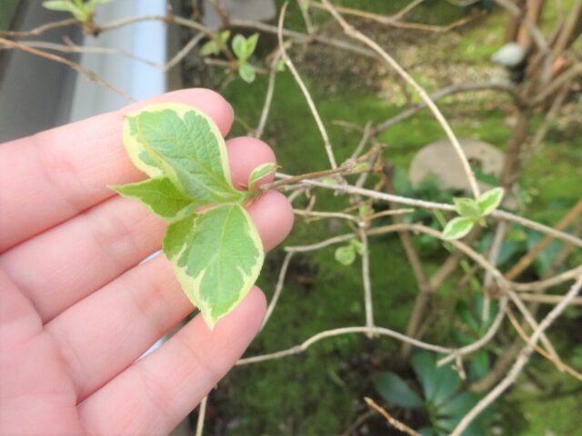 暖かくなってきました…