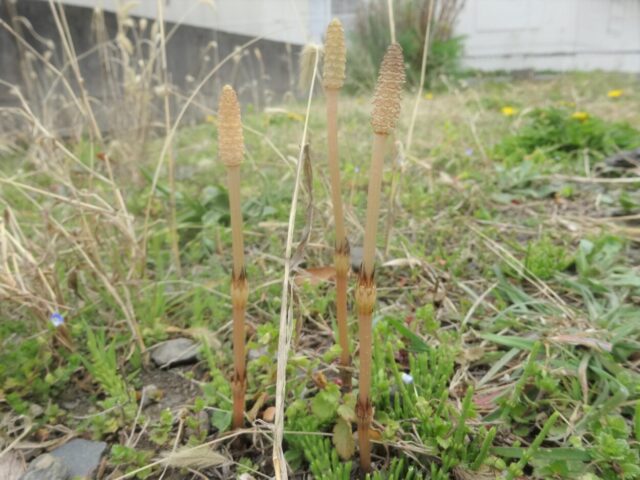 土筆☆にょっき☆