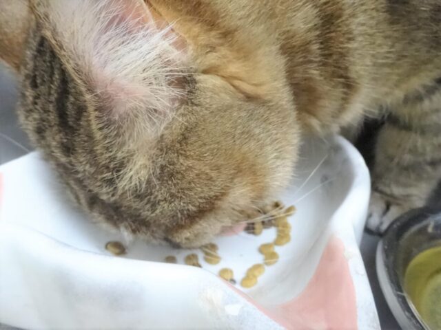 夢中でご飯を食べているおきくちゃん