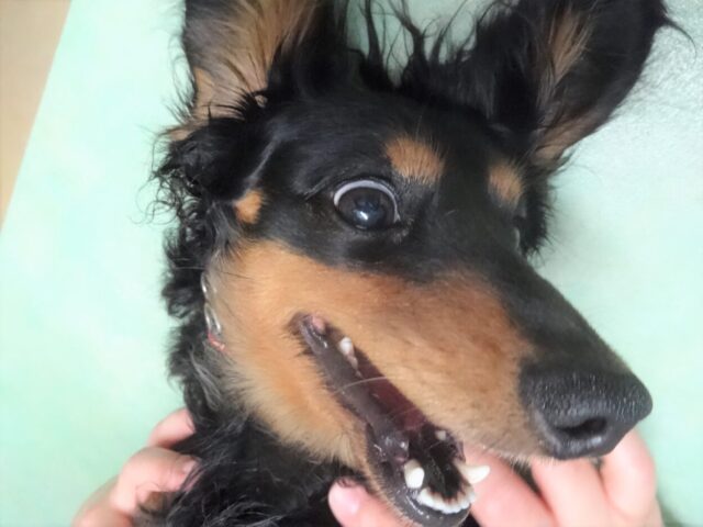 さくら♪