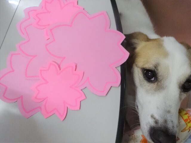 桜のPOPとルーサー