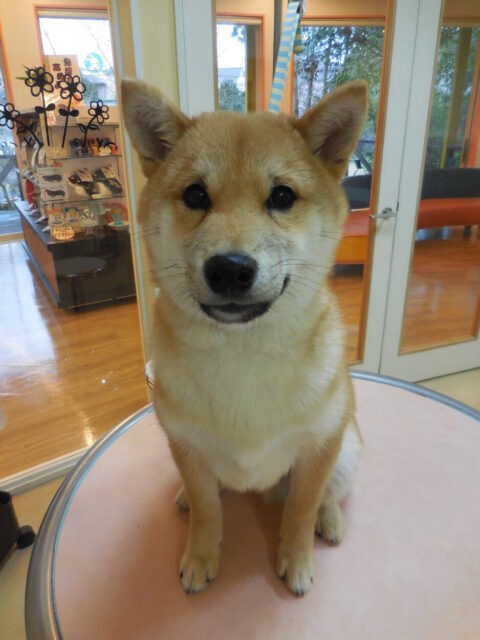 人生？犬生？初シャンプー☆