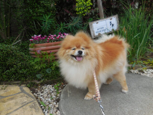 毛が気持ちいいルビーちゃん