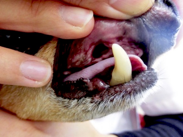 犬の歯周病の様子