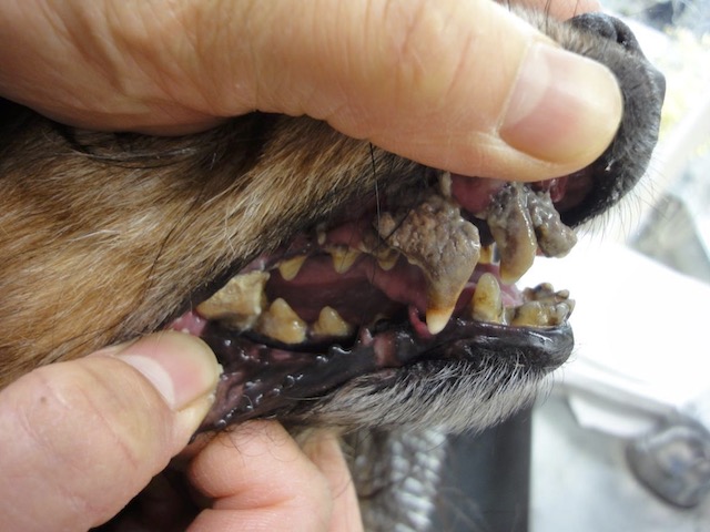 犬の歯周病の様子
