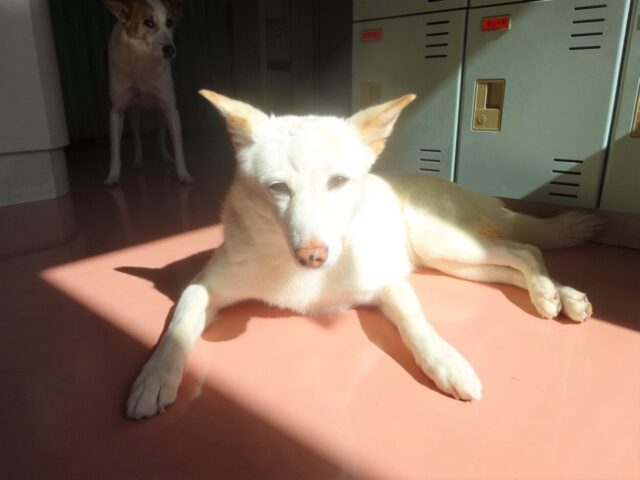 日向ぼっこ